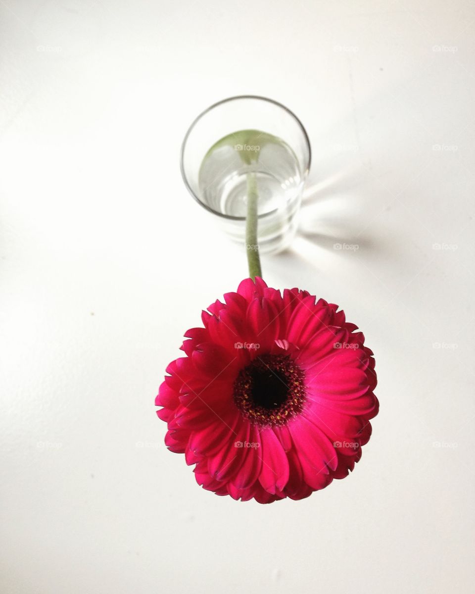 Red blooming flower in glass
