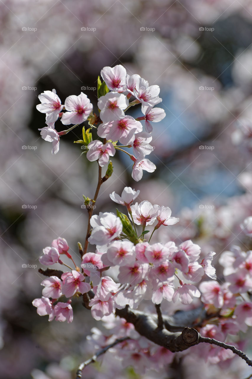 Edo-higanzakura blossoms