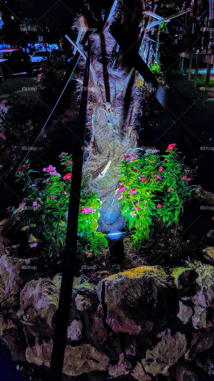 street light and flowers at night