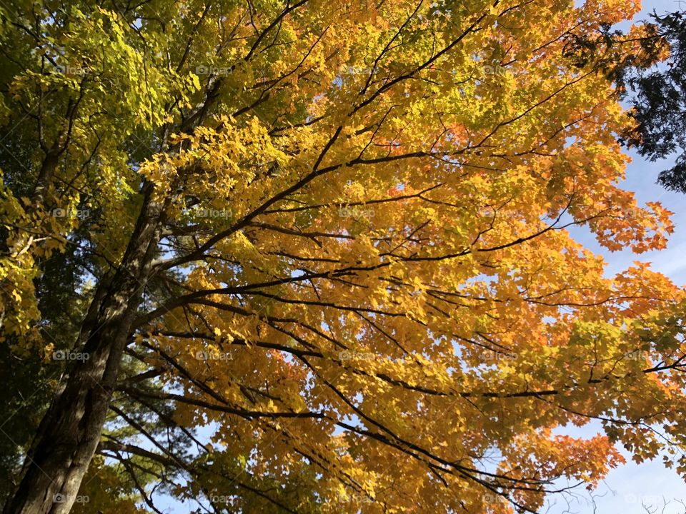 Orange and Yellow Leaves on Tree Fall Time 
