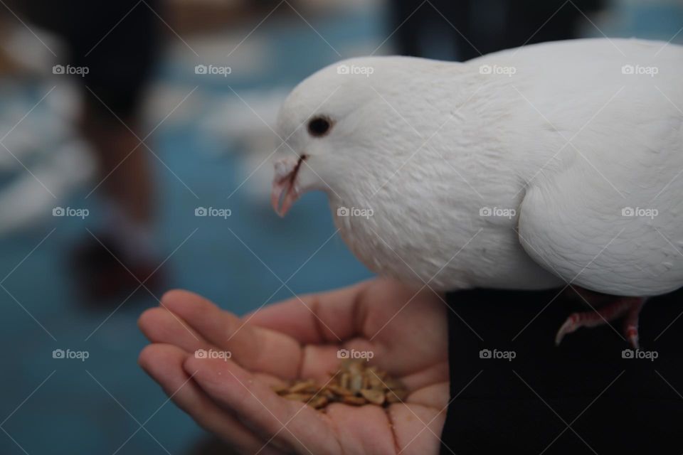 Hand feeding a white dove