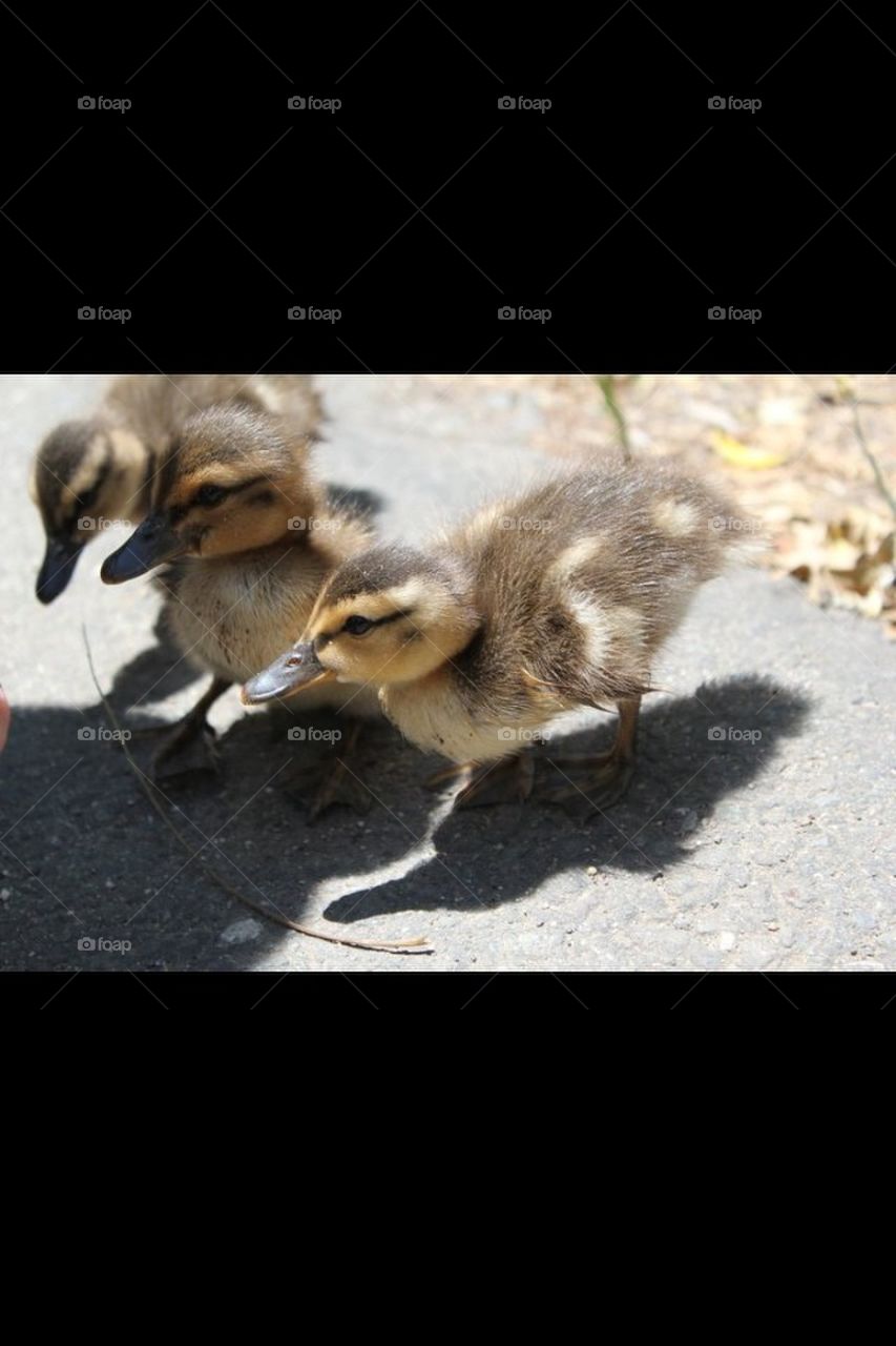 Ducklings