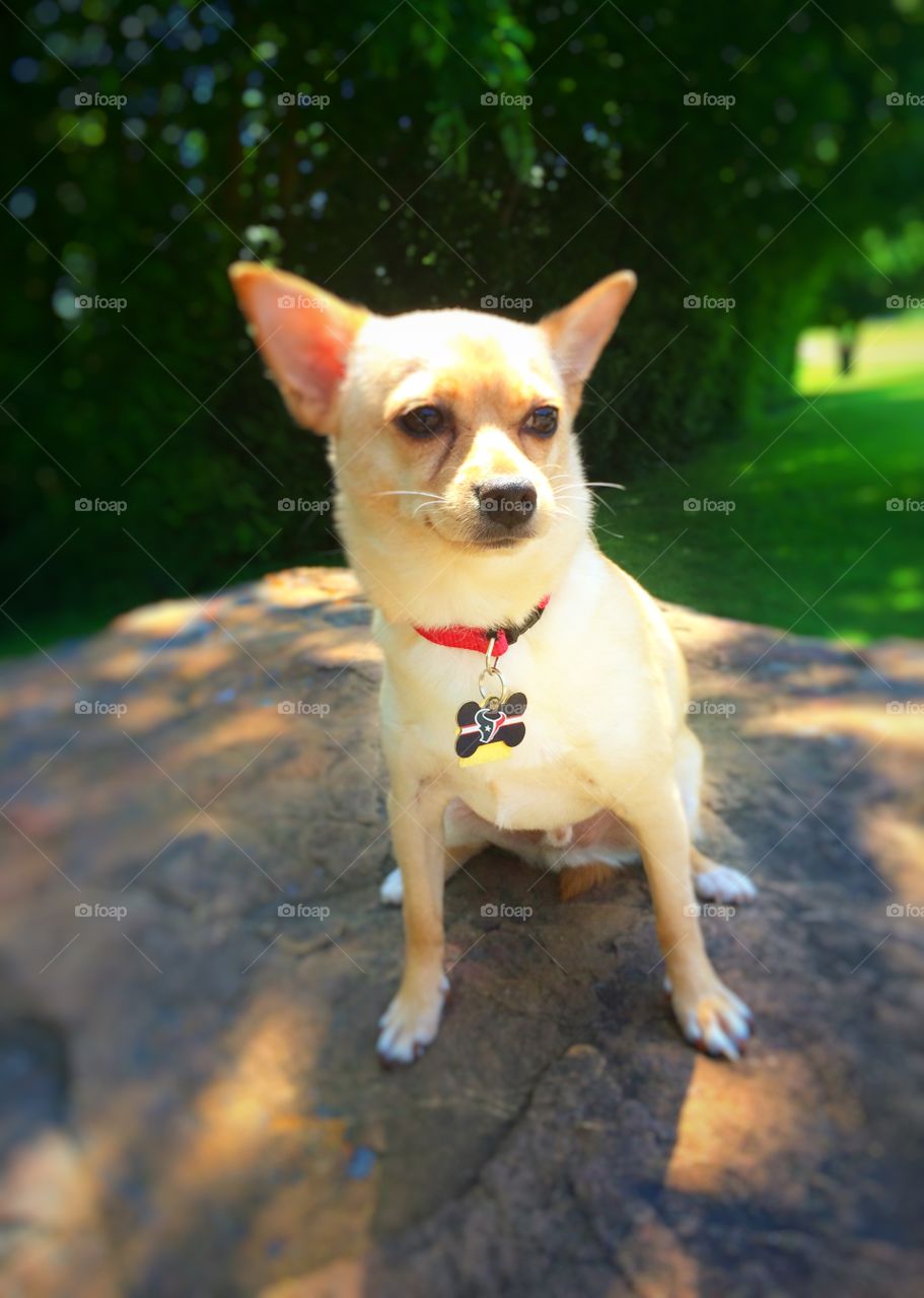 Dog in the Park. My dog on a rock in the park