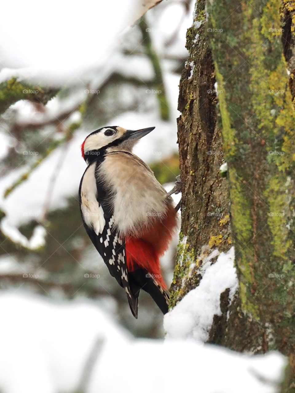 Woodpecker
