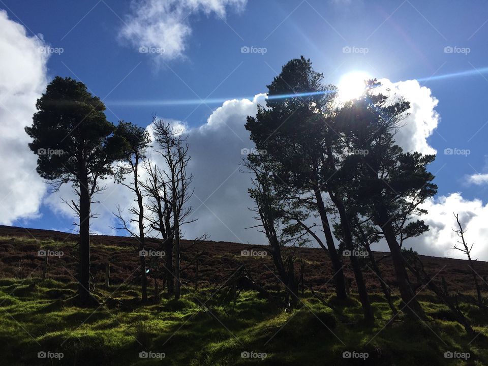 Tree, Landscape, No Person, Dawn, Nature