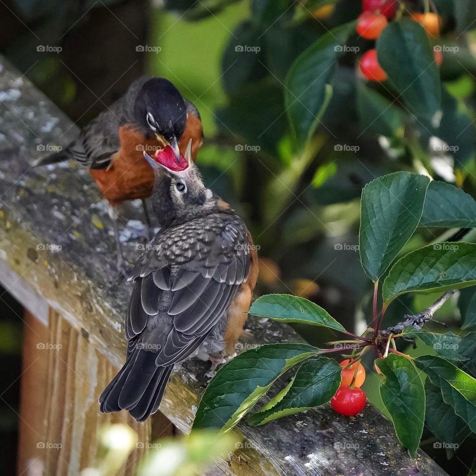 Mother Robin feeding her fledgling 