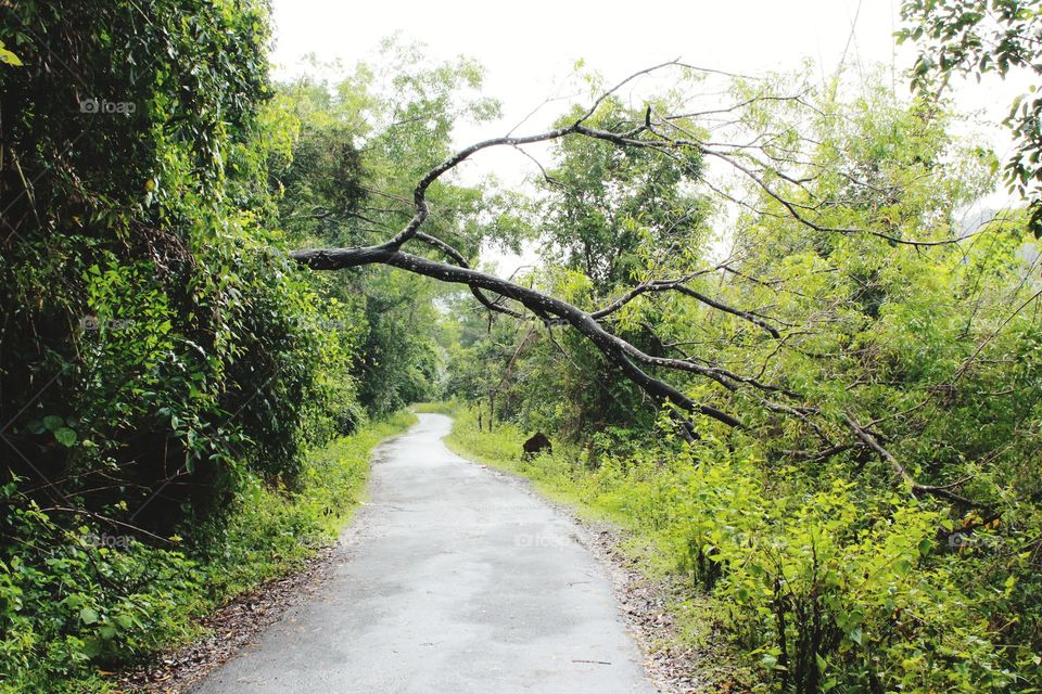 dry branch blocked the forest road
