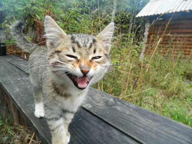 meaw. little kitty.