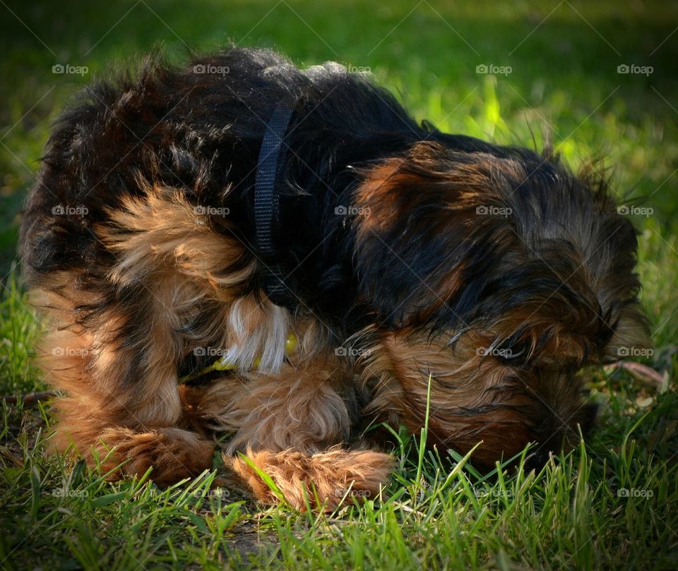 Yorkshire Terrier