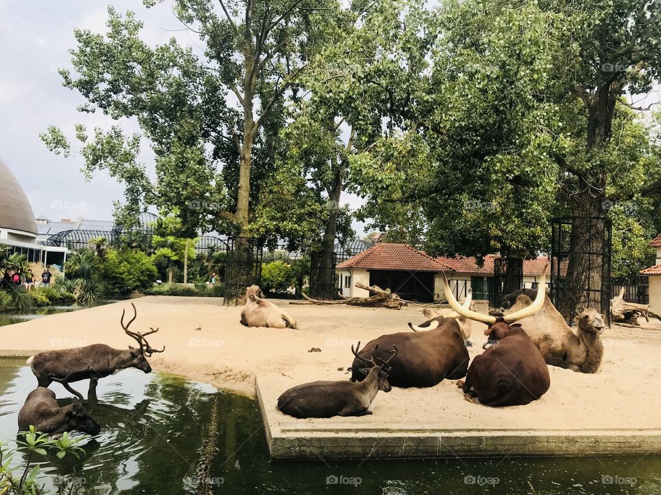 A photo from my visit to the zoo of Amsterdam. 