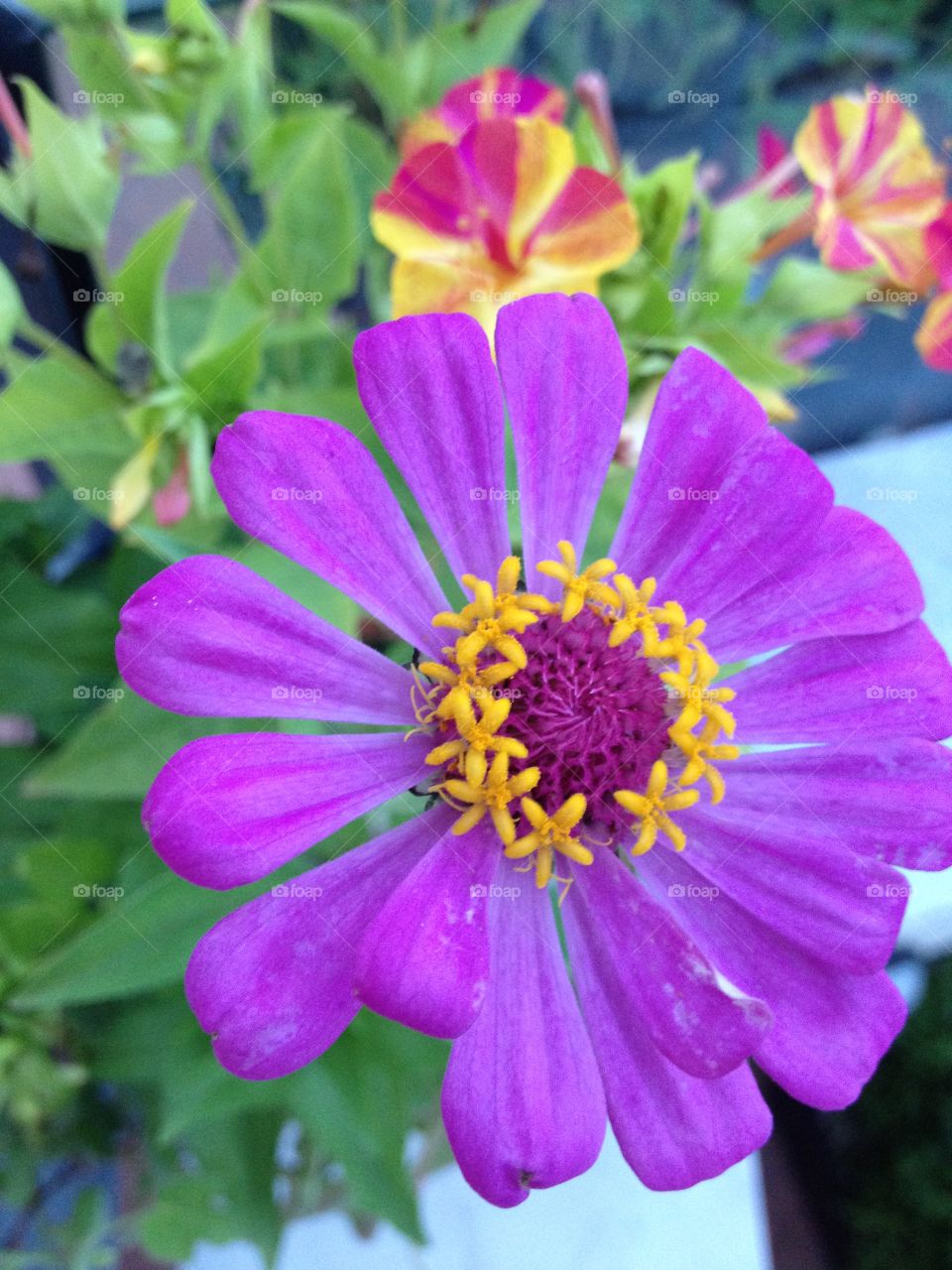 zinna flower