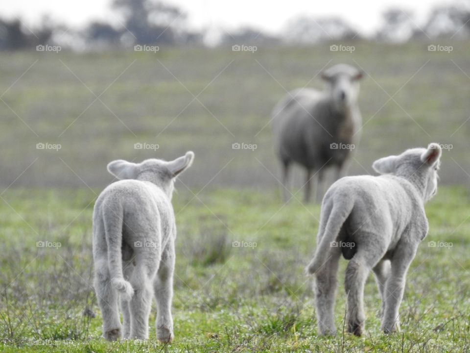 Lambs returning to Mum