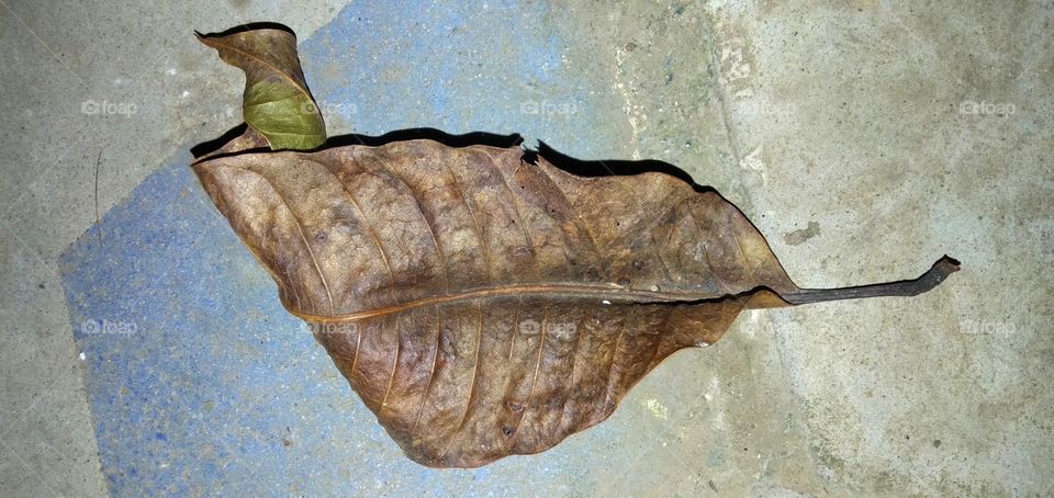 manggo leaf fall because the wind