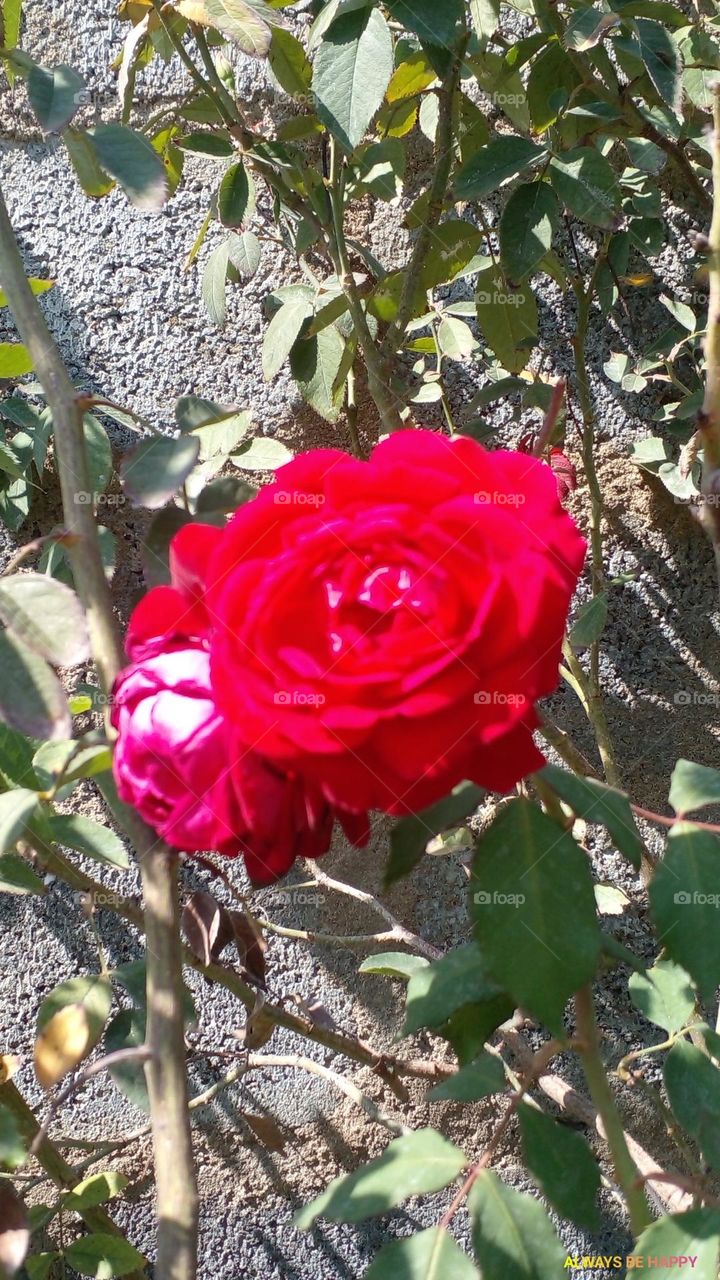 rose