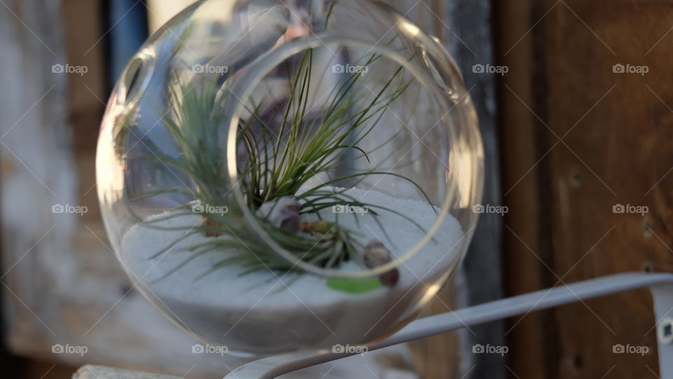 Air Plant in a terrarium