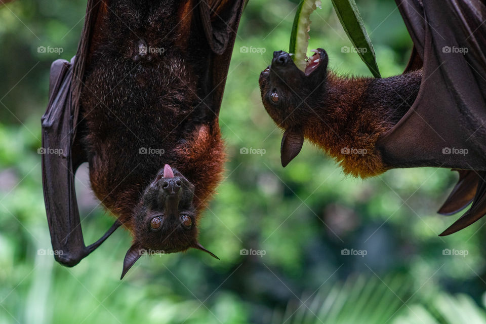 Two cute flying foxes are eating watermelon. Bat is handling on the branch. Flying fox. Wild life and jungle