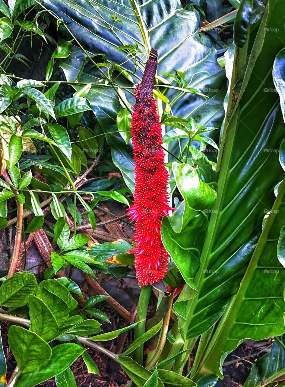 red poker . garden flowers 