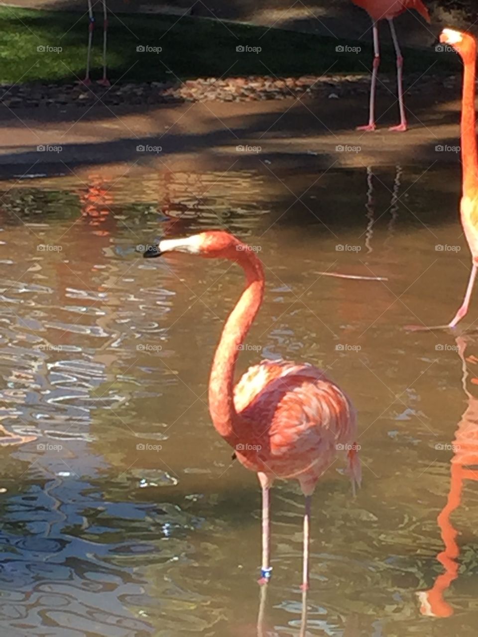 Flamingo 