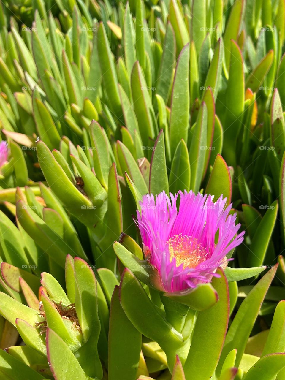 green carpobrotus is blooming and remembered forever