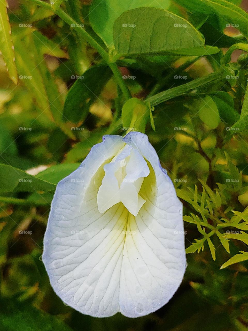 flowers captured