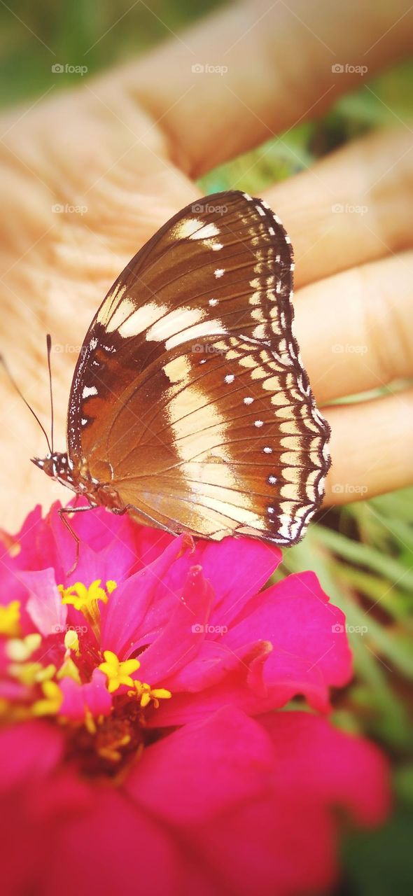 This beautiful butterfly is not afraid to be approached