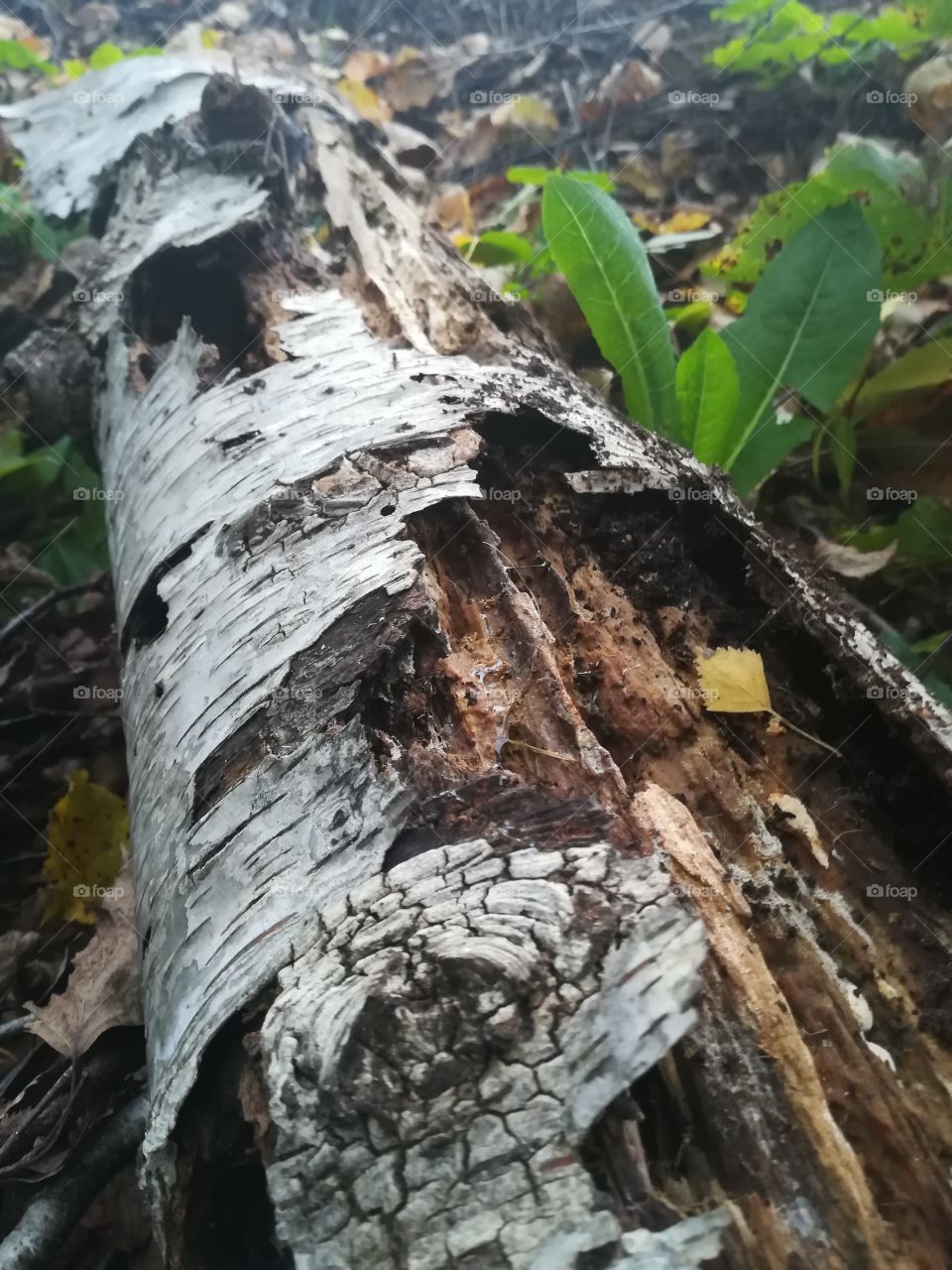 Birch-tree trunk