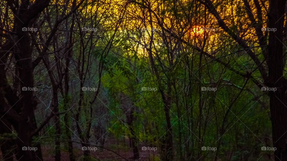 View of trees in forest