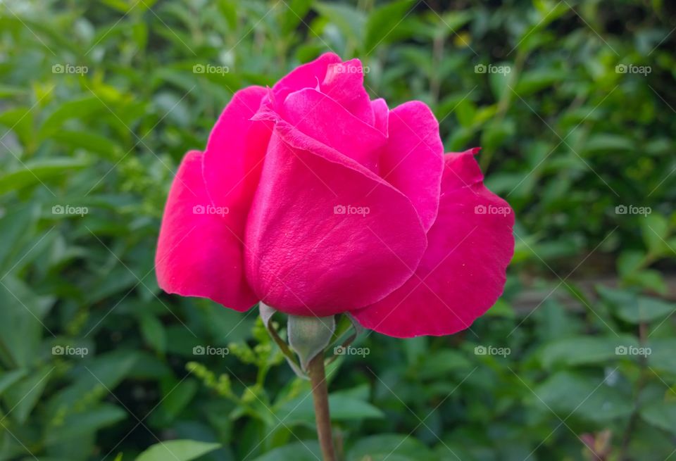 Closeup of a pink flower