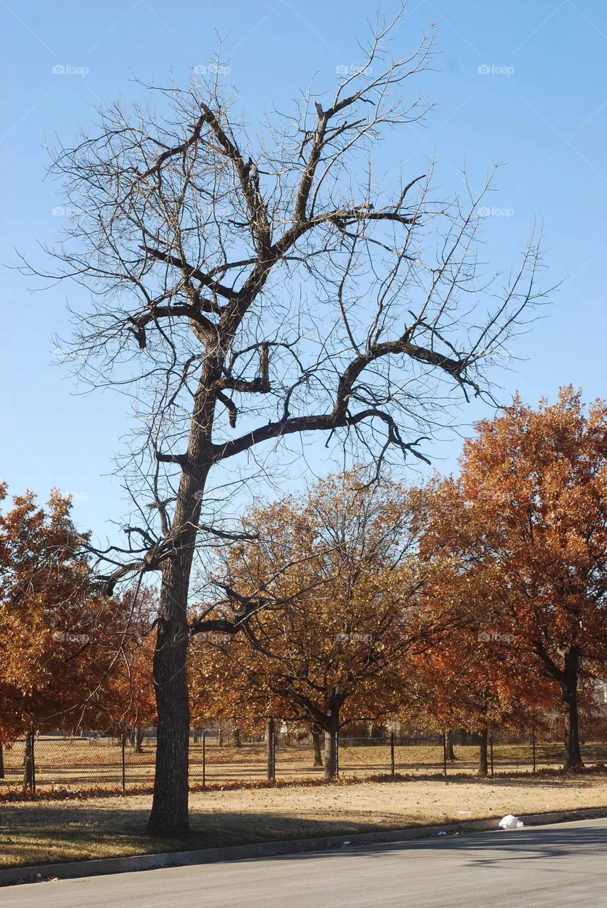 tree