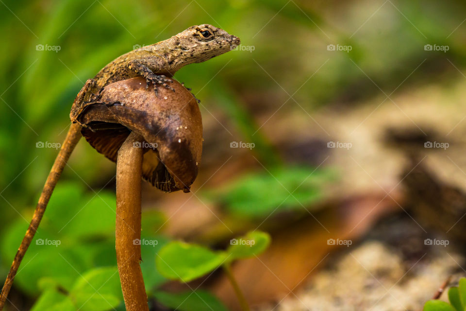 Lizard on a mushroom 