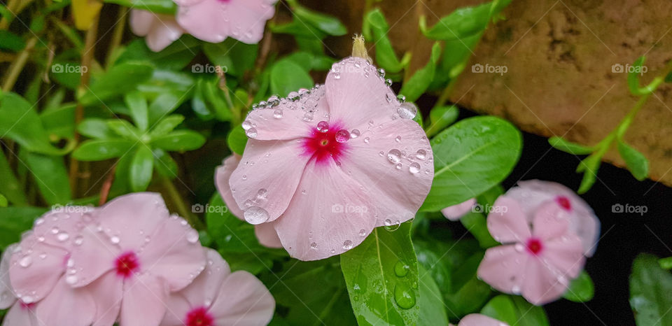 Garden flowers with early morning dew drops