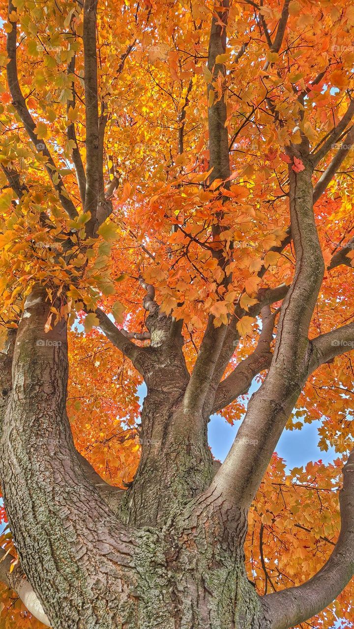 Is looking up into an autumn tree