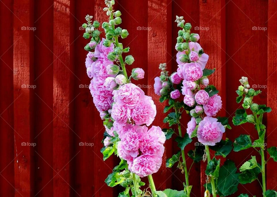 Pink hollyhocks against red wooden wall