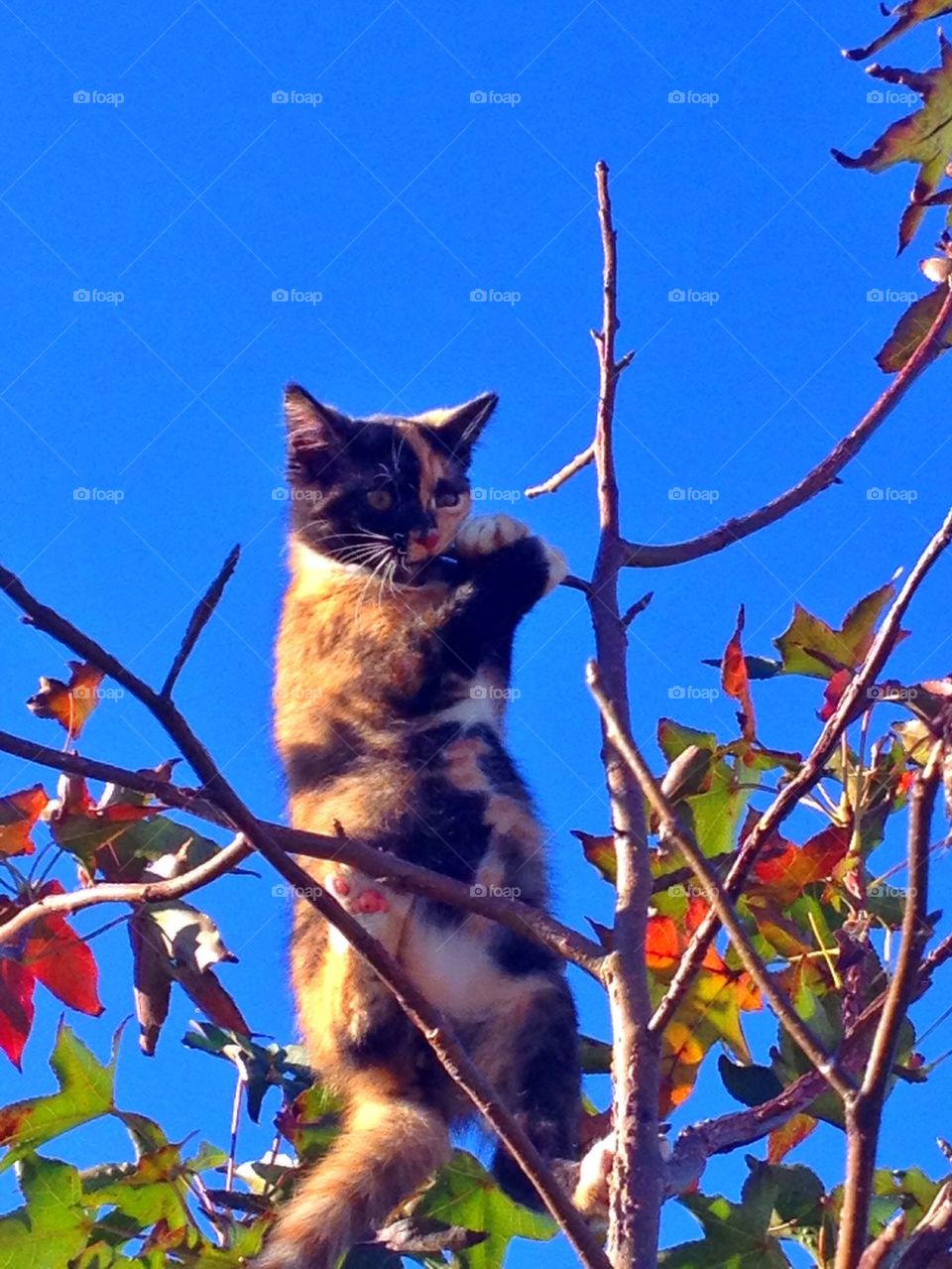 Kitty in tree