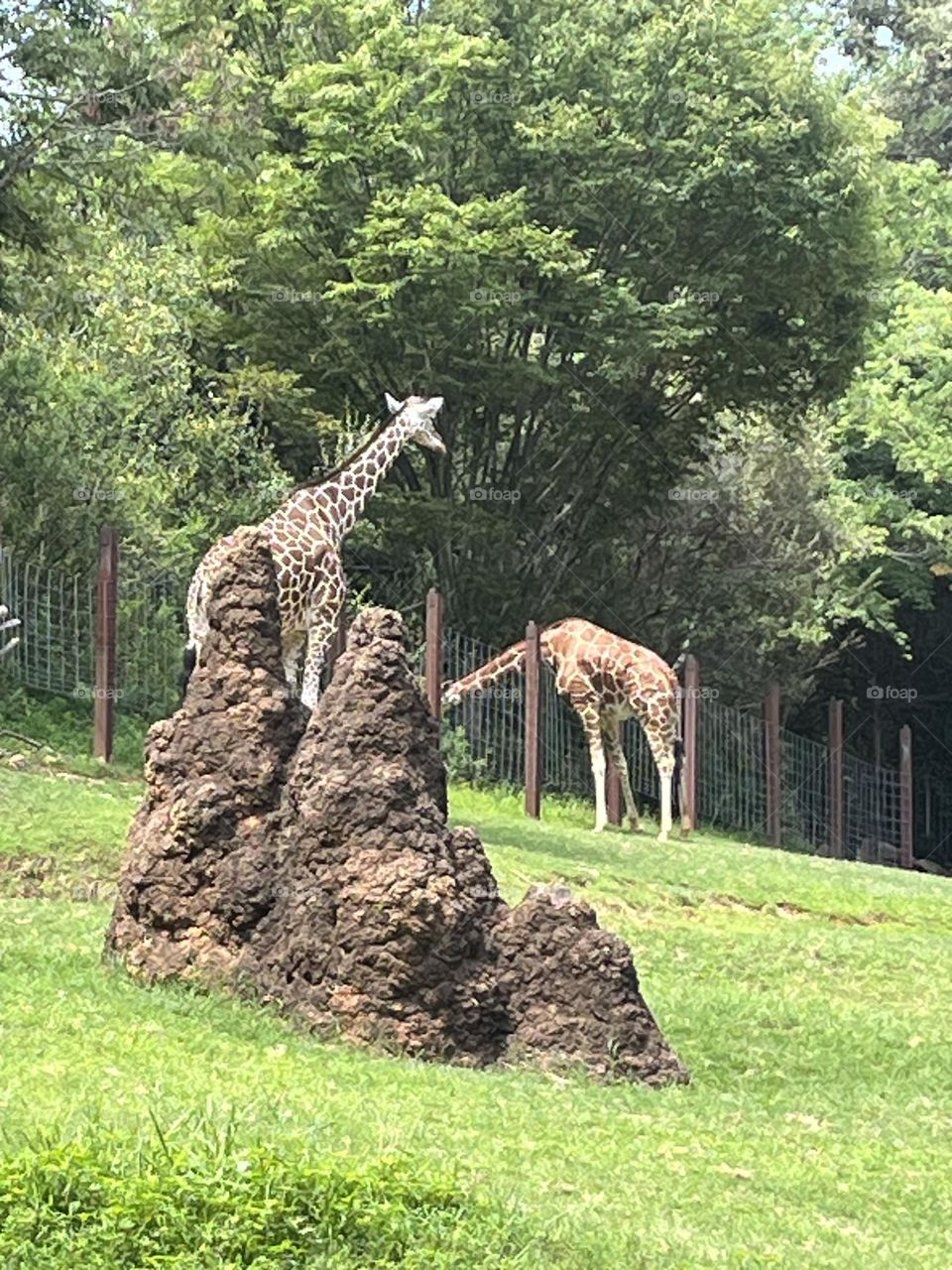 Gazing at giraffes 