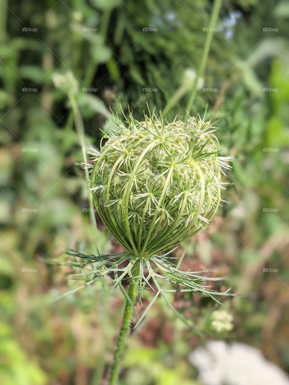 single bud in the air