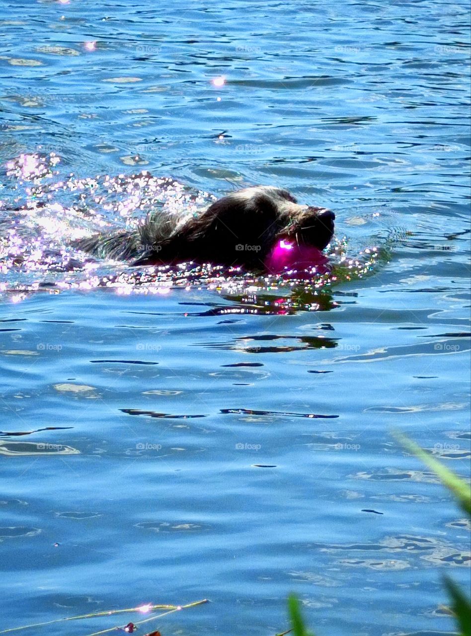 a black dog swims in the azure water of the river.  The dog holds a pink ball in its teeth.  Around the dog bright splashes of water from the sun