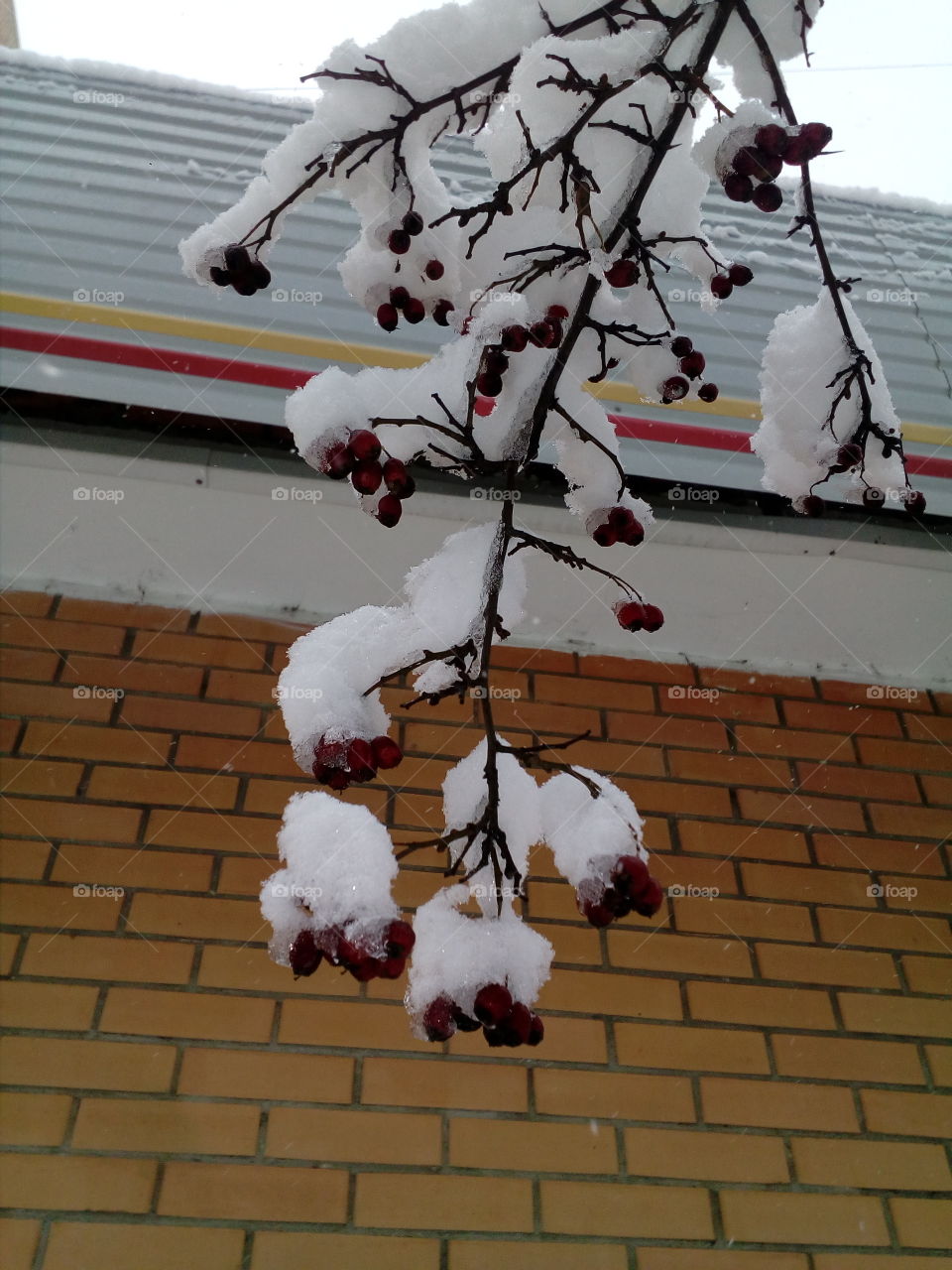 Snow goes in the Moscow region