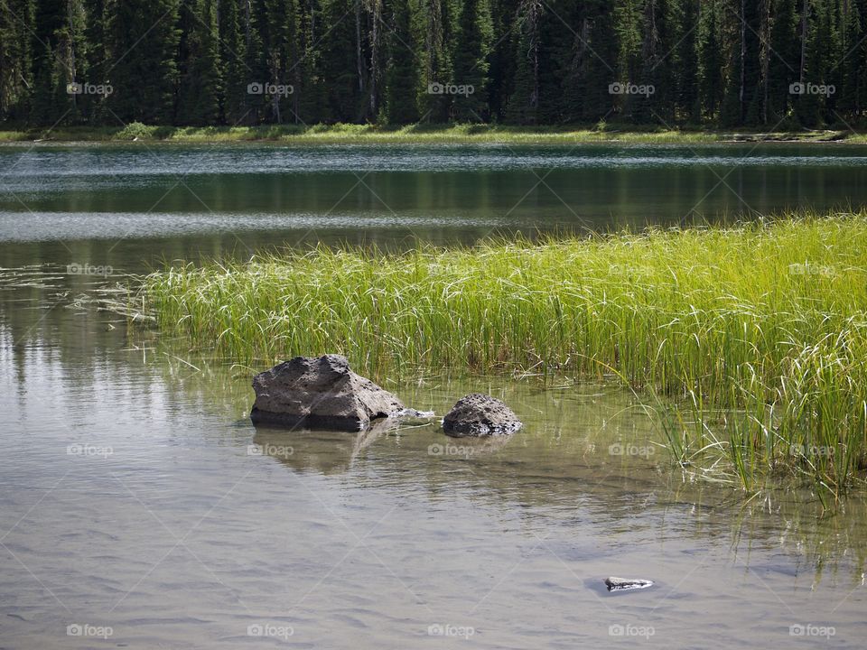 The grassy shoreline of Scott Lake in the mountain forests of Oregon on a summer day.