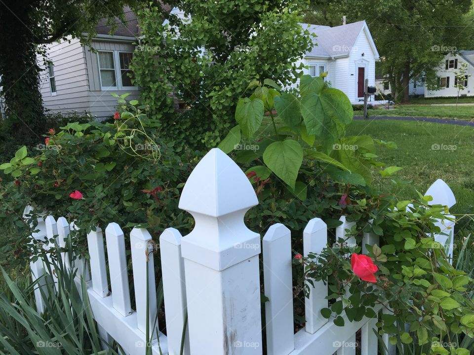 Suburban home white picket fence and flowers