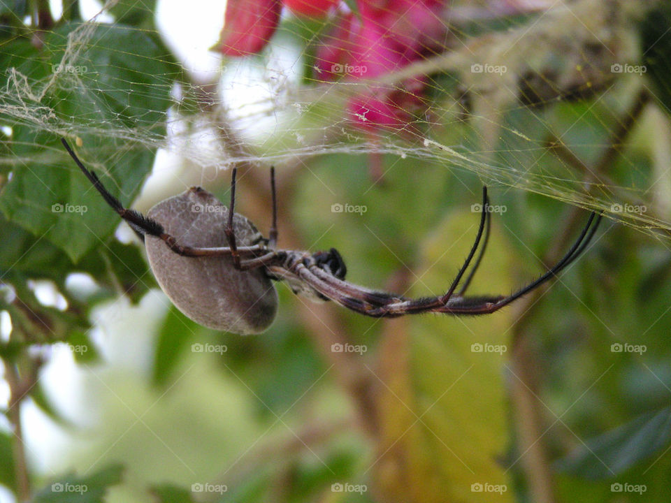 A spider on a web.