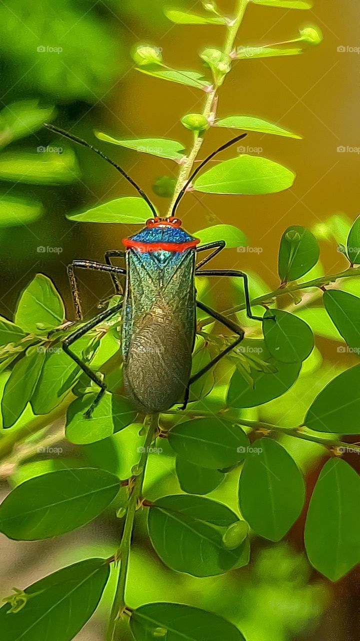 The Insects of my garden: Phytophagous Bedbug, the one that feeds on plants.
Os Insetos do meu jardim: Percevejo Fitófago, aquele que se alimenta de plantas.