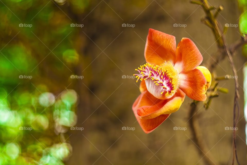 Flor naranja rara