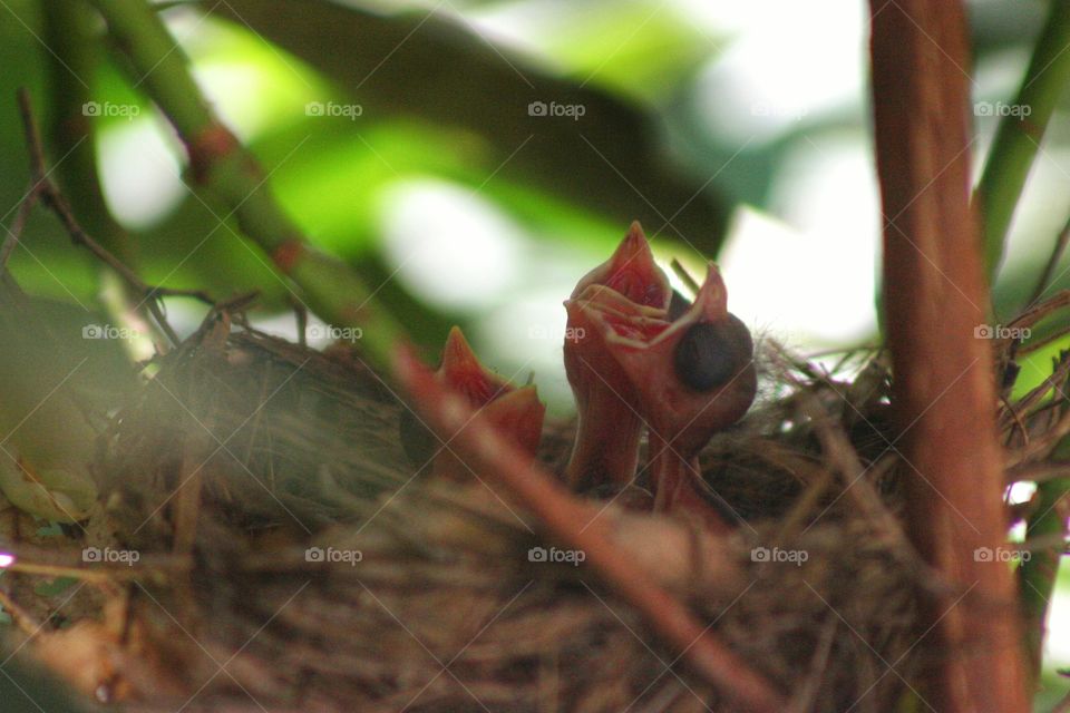 Newborn Cardinals . About a day or so: ) they were precious 