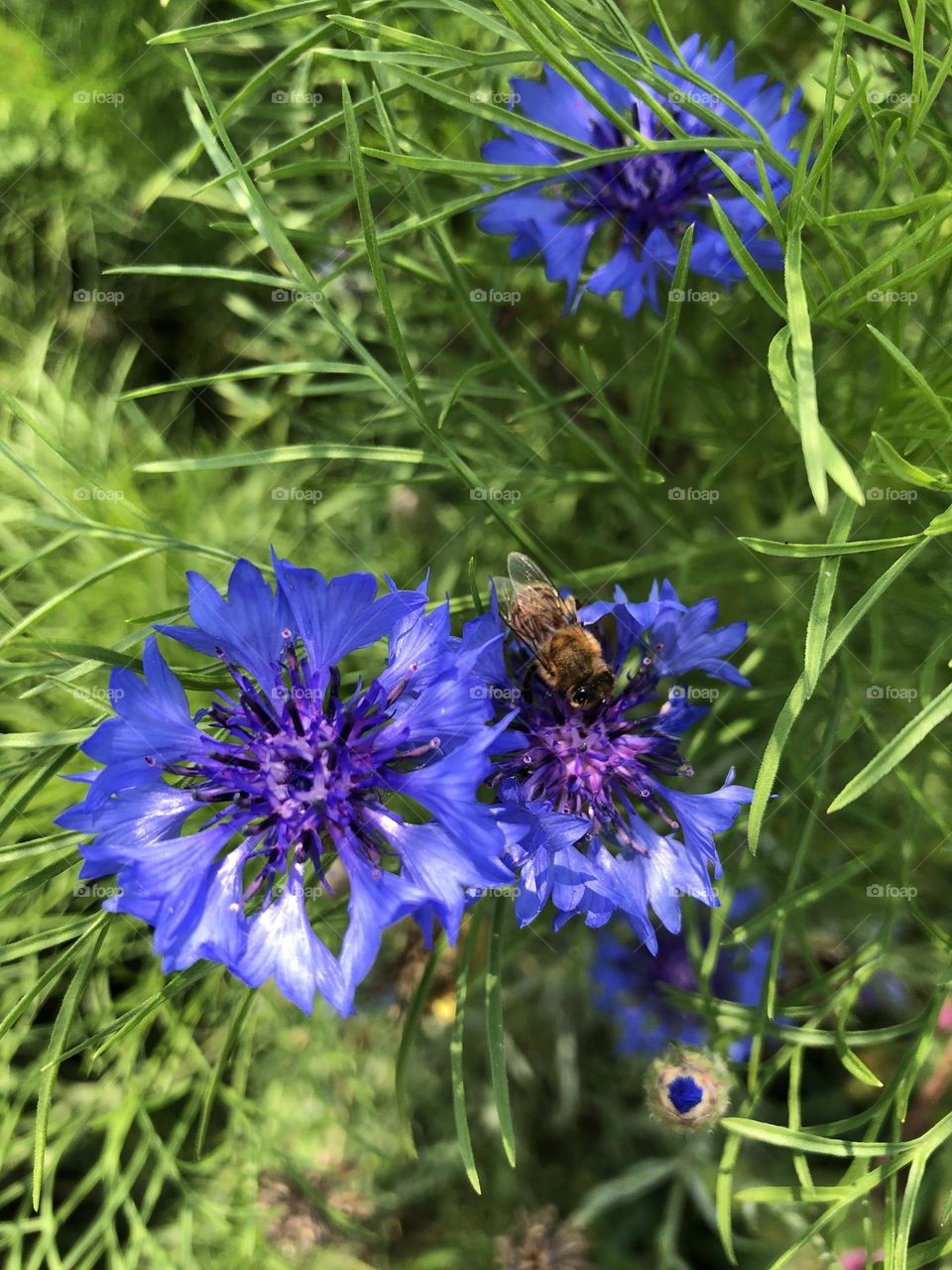 Purple Flowers 