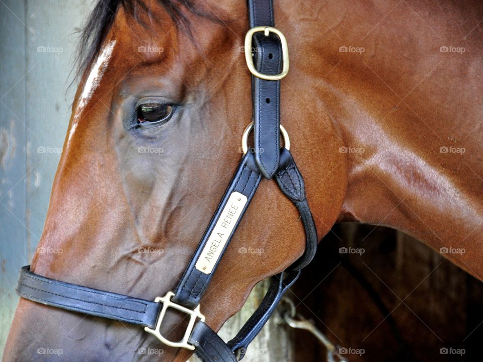 Angela Renee. Stakes winning filly from the Pletcher barn, sticks her head out for a photograph at Saratoga.  
Zazzle.com/Fleetphoto 