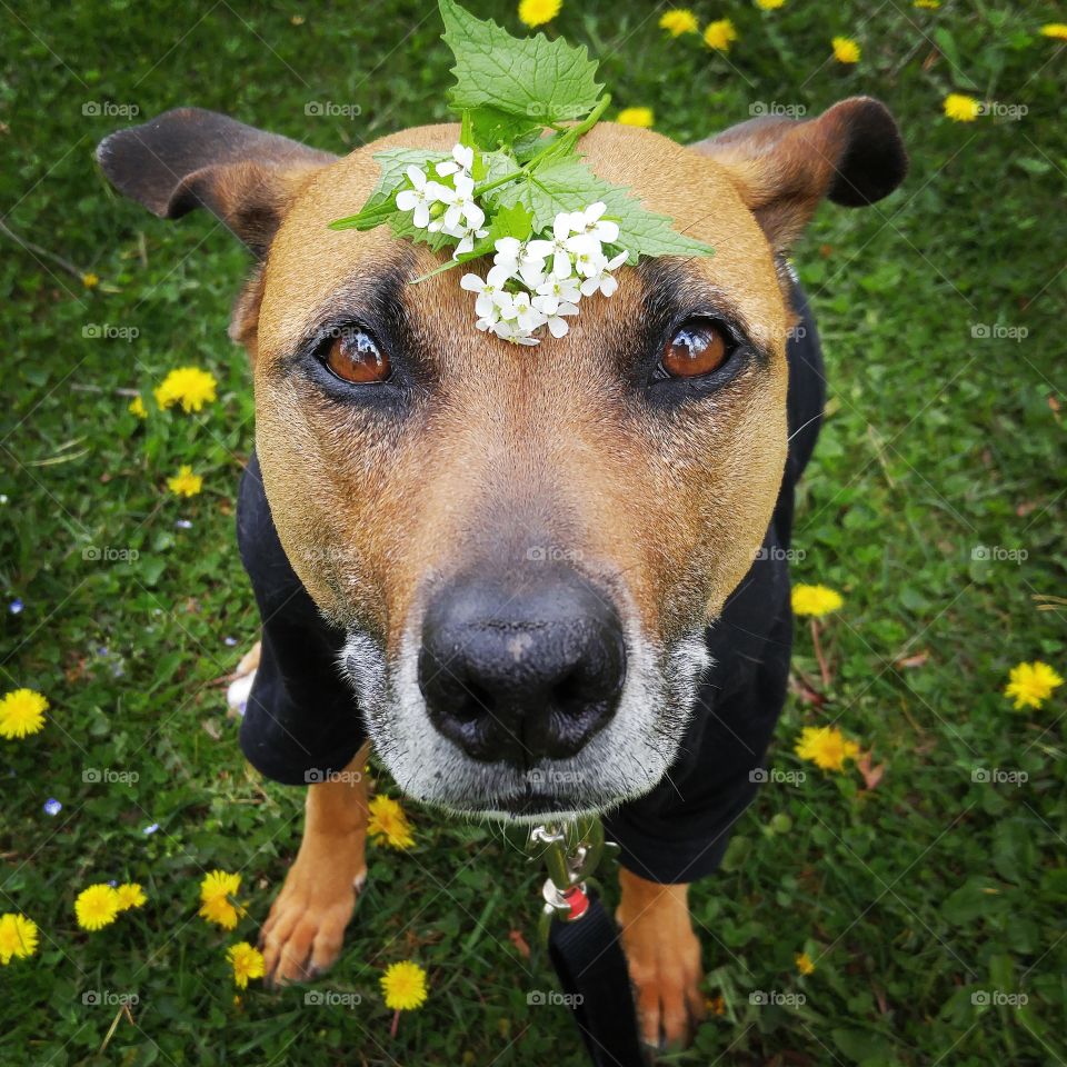 Flower Child