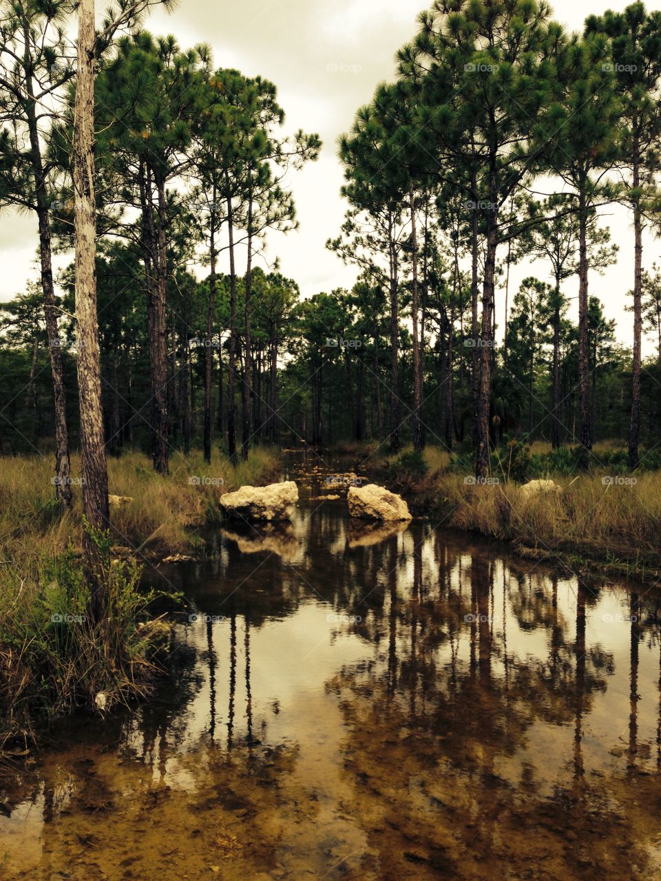 A forest stream through the wetlands reflecting the trees and clouds into the lake below.