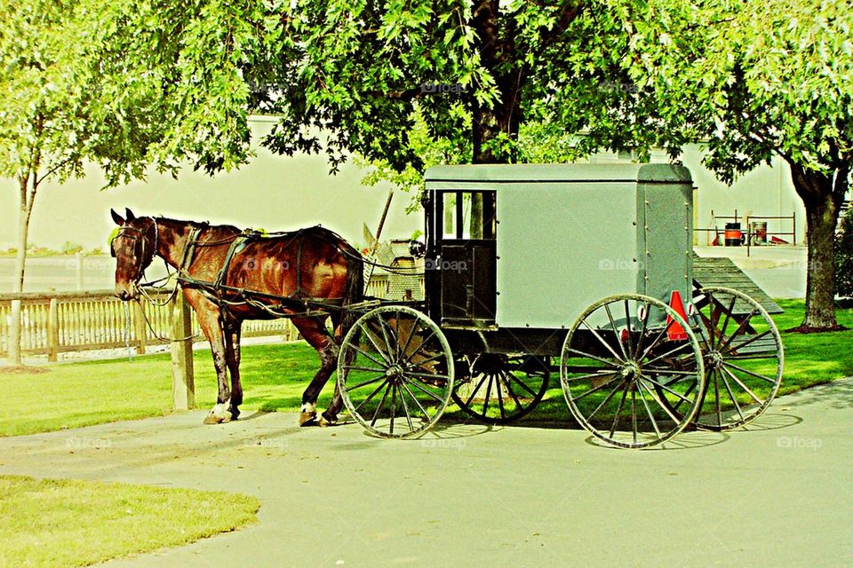 Horse and Buggy