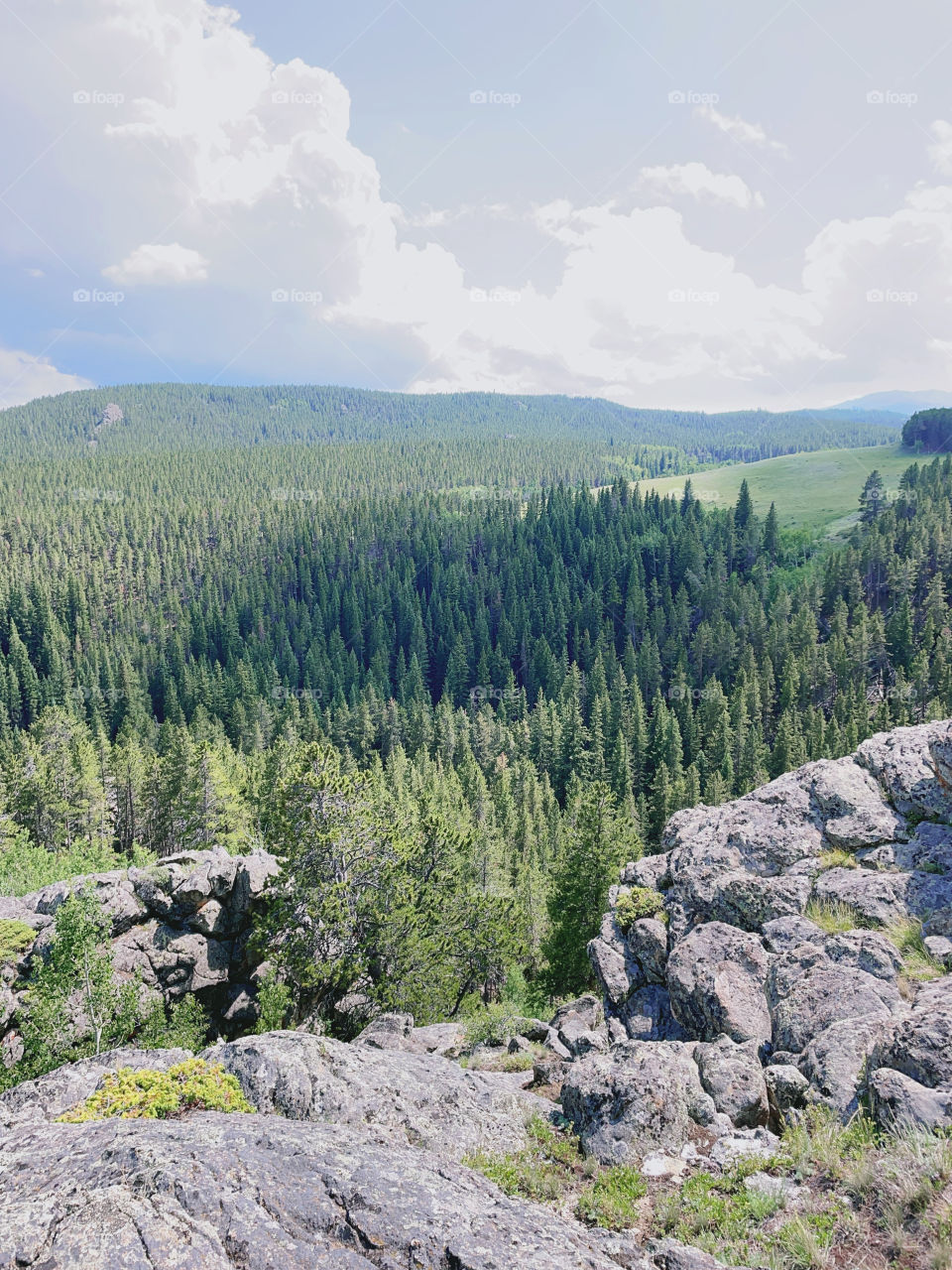 Unedited forest cliffside Woods